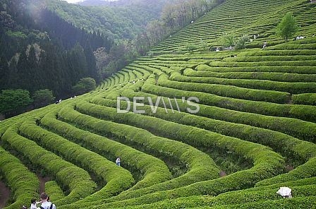 हर्बल चाय की पत्तियाँ