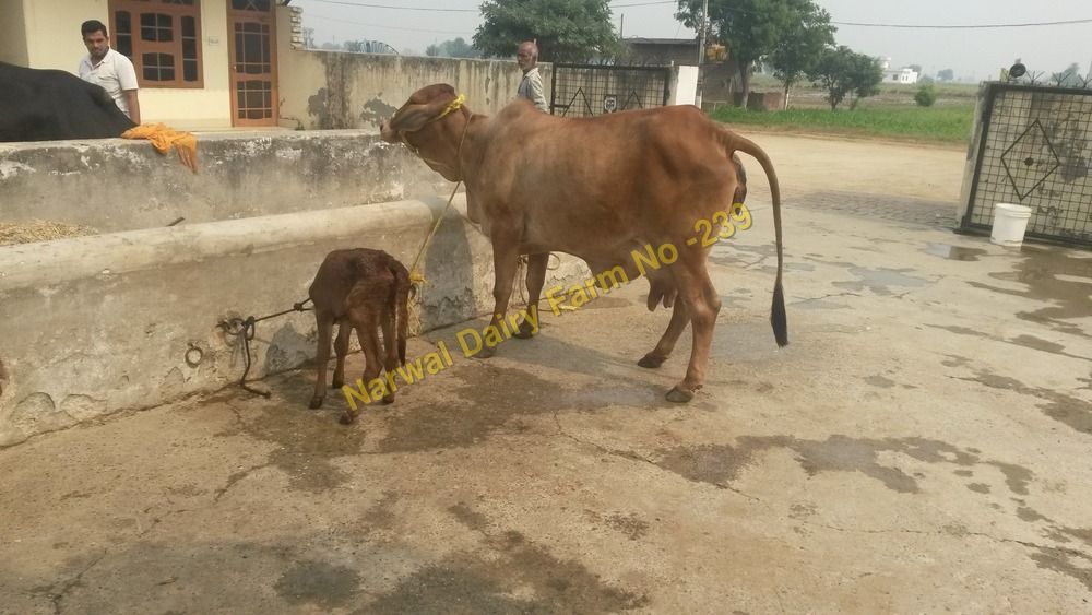 सफेद और काली शुद्ध साहीवाल गाय