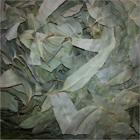यूकेलिप्टस पत्ती
