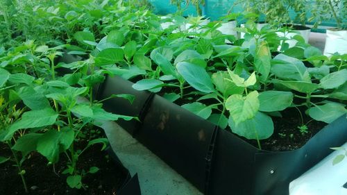Grow Troughs - Plastic, Variable Dimensions, Black Color | Durable, Eco-Friendly, Heat Resistant, Flawless Finish, Attractive Design