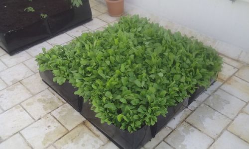 Grow Troughs - Plastic, 120x100x20cm, 50L | Durable Material, Easy Assembly, Increased Yield, Improved Drainage, Pest Control, Easy Cleaning