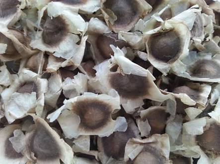 मोरिंगा बीज