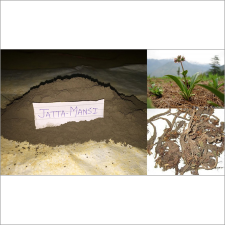 जतामांसी पाउडर