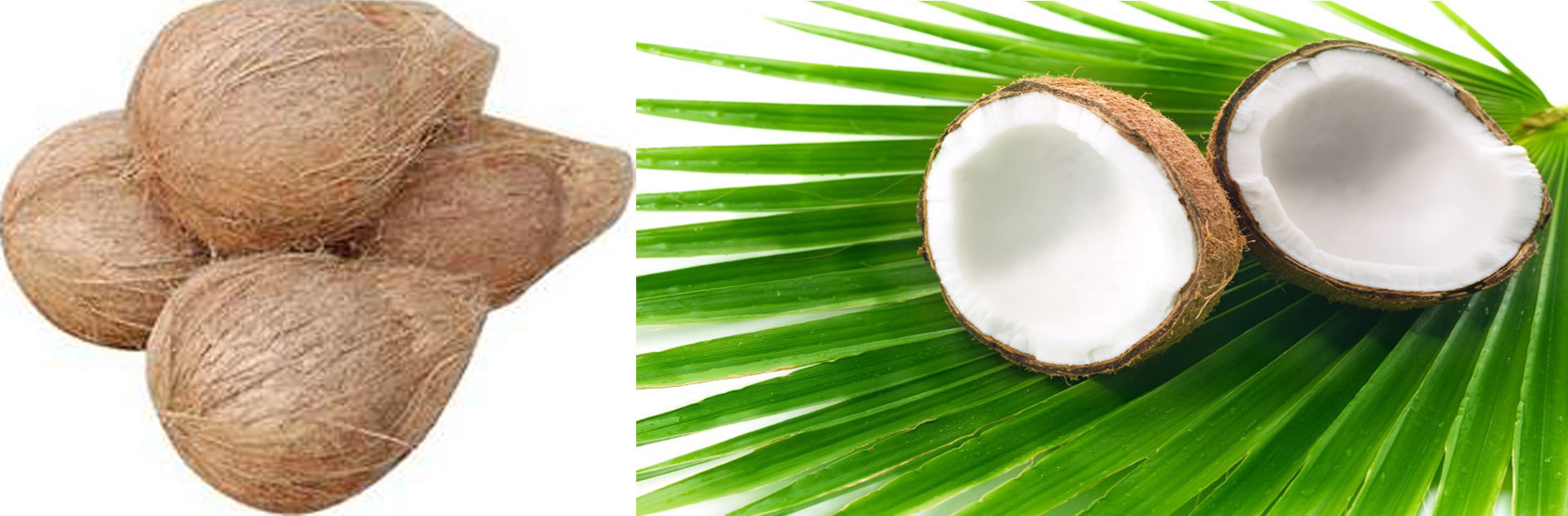 Semi Husked Coconut