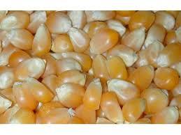 Organic Yellow Corn