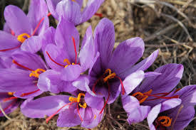 Pure Saffron From Kashmir