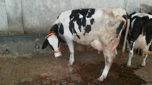 सफेद और काली शुद्ध Hf गाय