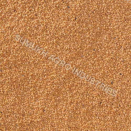 पीला सरसों के बीज