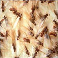 Termite Control Service