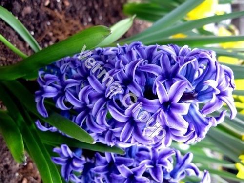 Hyacinth Absolute Oil