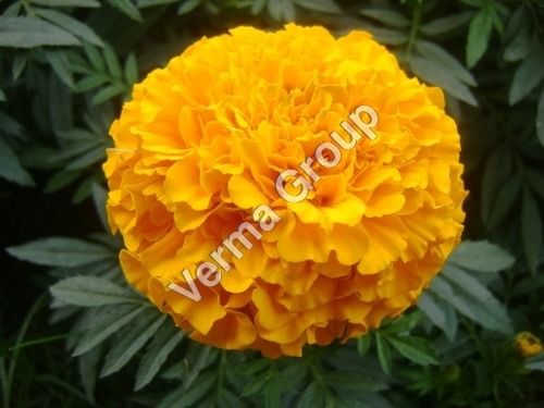 Marigold/ Rub Genda/ Tegetes Absolute Oil