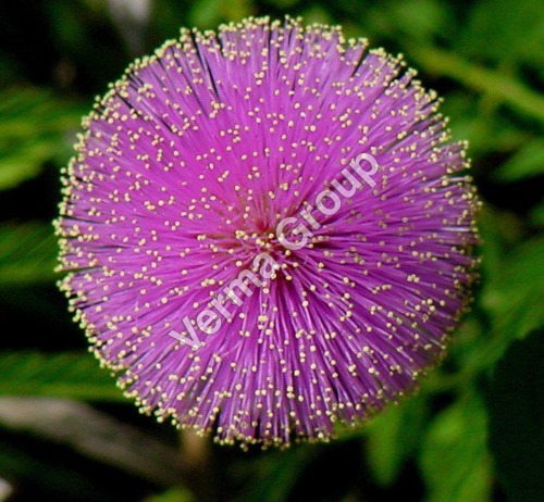 मिमोसा एब्सोल्यूट ऑयल और कॉन्क्रेट