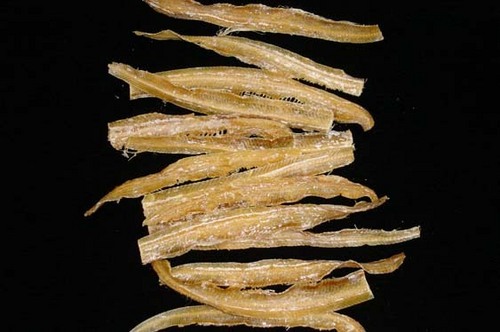 मछली की झुर्री