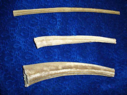 मछली की पूंछ