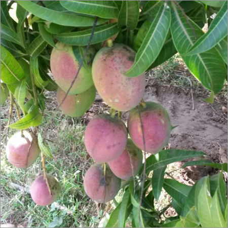 Organic Mango