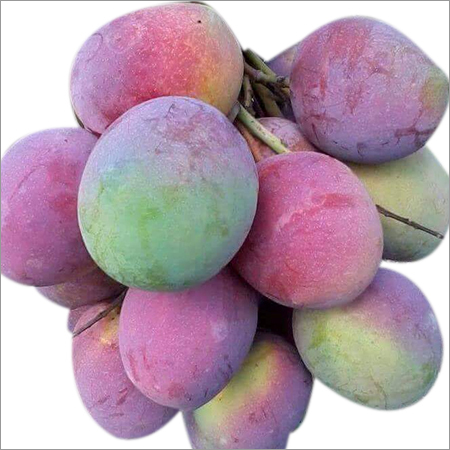 संगठित आम