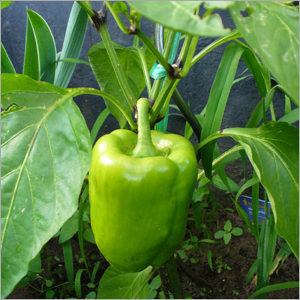 शिमला मिर्च
