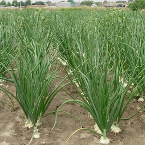 Organic Onion