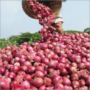 Raw Red Onion
