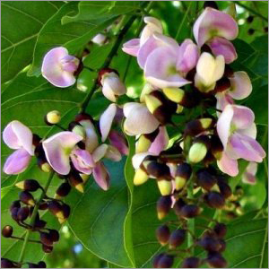 Pongamia Pinnata Oil