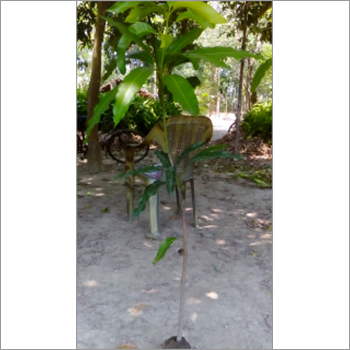 नारंगी पेड़