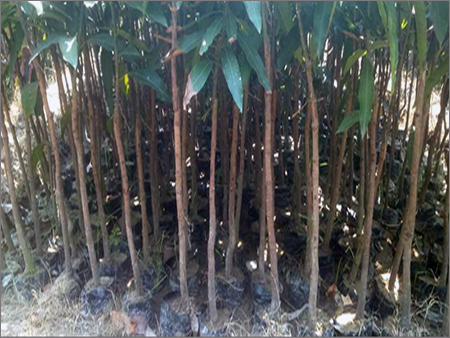 टिश्यू कल्चर लीची पौधा