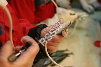 स्वचालित मछली वैक्सीनेटर सिरिंज