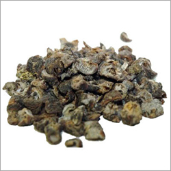 एम्ब्लिका ऑफिसिनालिस