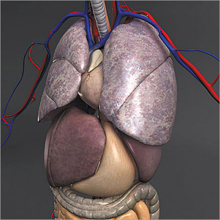 3D Human Anatomy Model