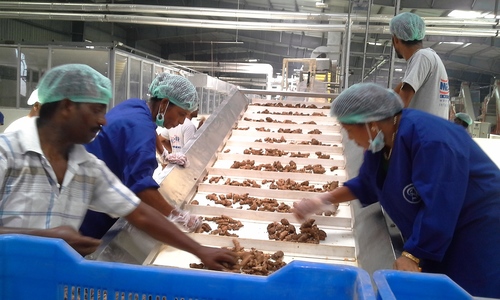 Ginger Processing Machinery 