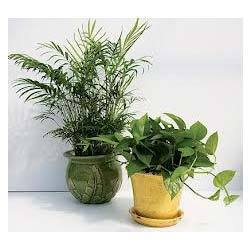 Indoor Plants - Moneyplant Variety | Green Leaves, Shelf Life: 1-5 Years