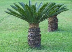 Outdoor Plant - Green Leaves | Exceptional Quality, Seamless Finish, Fine Finish, Durable, Shelf Life: 1-5 Years