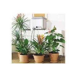 Live Indoor Plant - Green Leaves Variety | Long Lasting Nature, Beautiful Finish, Optimum Quality, Ideal for Indoor Environments