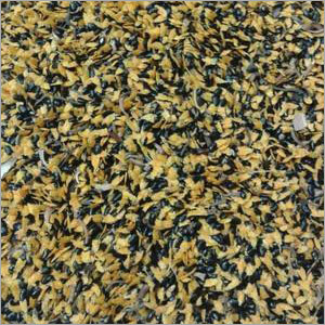 बबूल मैंगियम