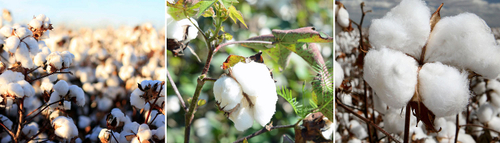 जैविक कपास का सूत