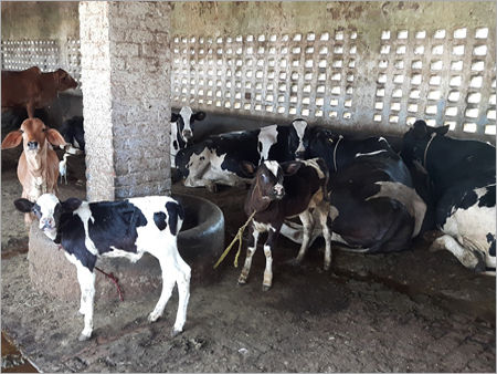 Holstein Friesian Cow