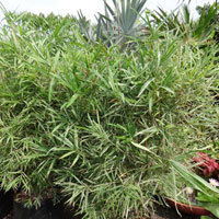 ग्रीन बैम्बू वेरिएगेटेड