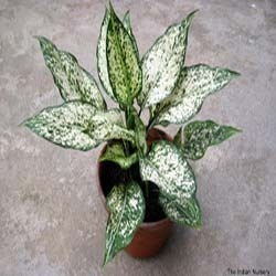 एग्लोनिमा स्नो व्हाइट फोलिएज प्लांट्स शेल्फ लाइफ: 1-3 साल