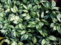 ग्रीन एग्लोनिमा पेच नेम नींग