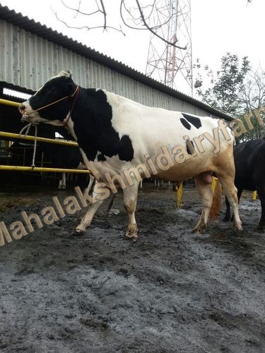 डेयरी होल्स्टीन फ्राइज़ियन बुल