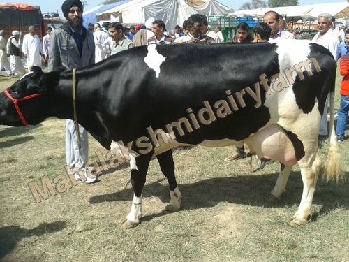 Holstein Friesian Cattle - Weight: 1,400-1,800 lbs, Height: 58-62 inches | High Milk Yield, Disease Free, Climate Adaptable