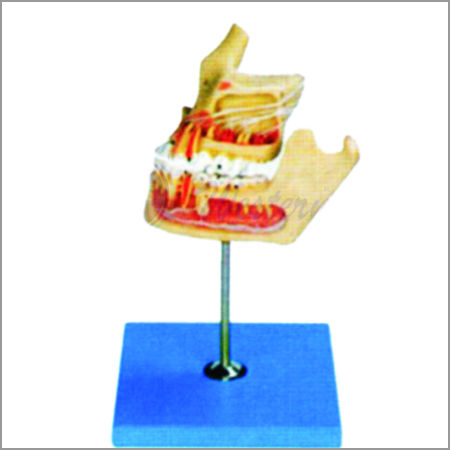 Pathologic Tooth With Jaw