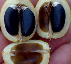 Jatropha Seeds - 98% Purity, Black Fruit Seeds with Over 33% Oil Content | High Yield, Consultancy for Bio-Diesel Production