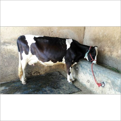 सफेद और काली डेयरी एचएफ गाय