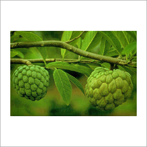 थूज/कस्टर्ड एप्पल
