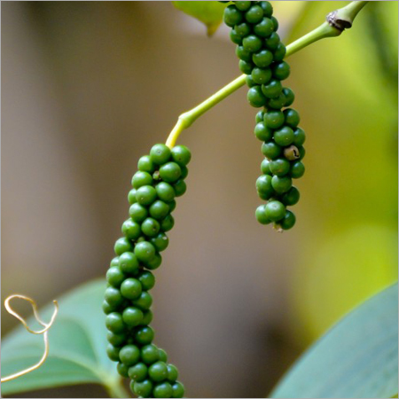 काली मिर्च