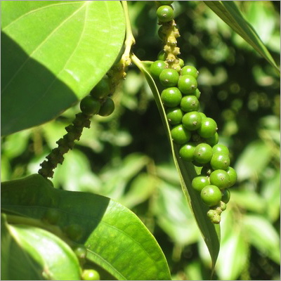 ताजा काली मिर्च