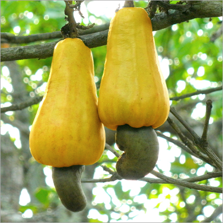 कच्चे काजू नट्स
