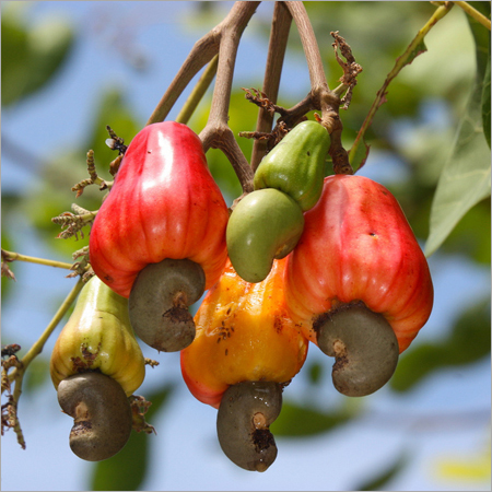 सूखे काजू