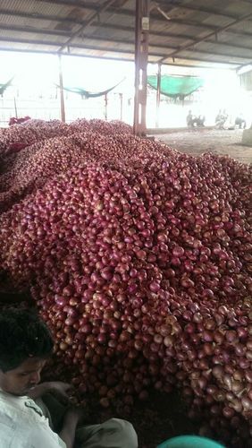 लाल प्याज निर्यातक